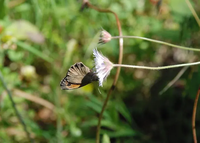 Irene's In Σάλακος