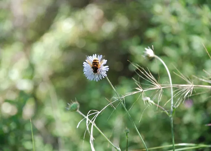 Apartamento Irene's In *